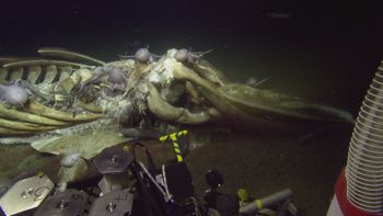 Media type: image;   Invertebrate Zoology 153118 Description: live specimen;